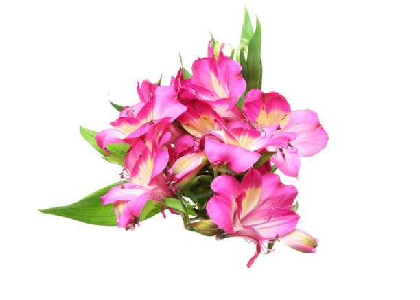 白色背景下的白花图片下载