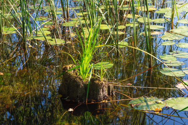 水面景观图片下载