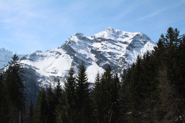 高山森林图片下载
