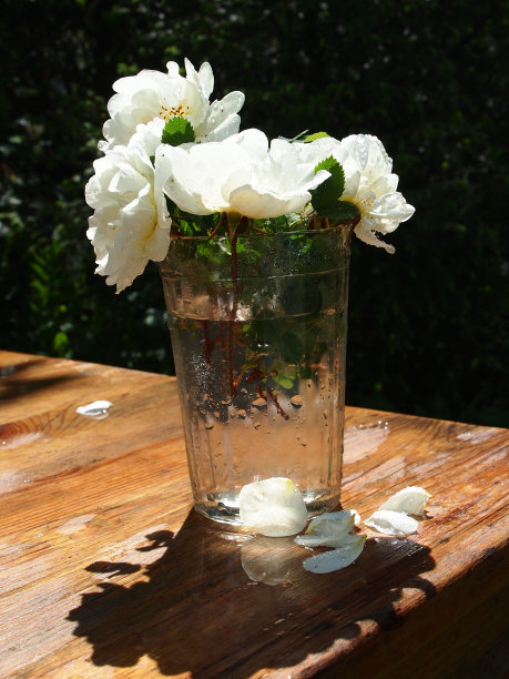 四朵白色的野玫瑰花图片下载