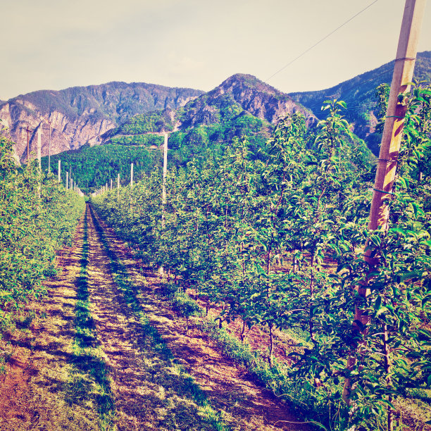 梨种植图片下载