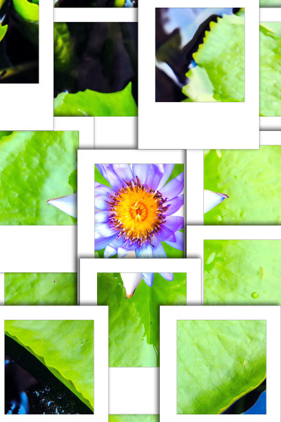 紫蓝莲花即时照片图片下载