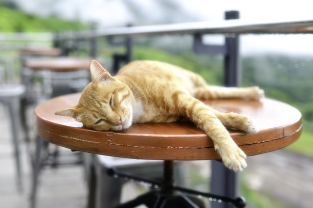 睡觉的猫图片下载