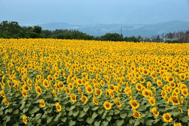 向日葵图片下载