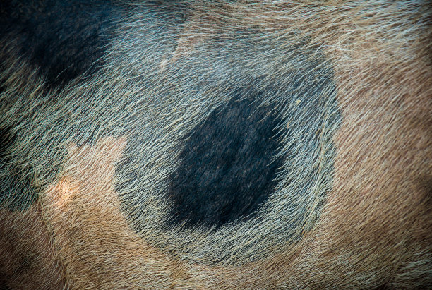 野猪皮和毛皮的特写图片下载