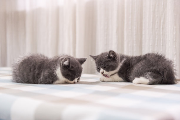 英国短毛猫，室内射击图片下载