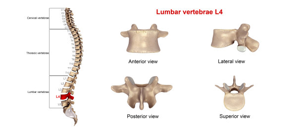 腰椎L4图片下载