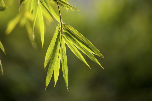 竹叶图片下载