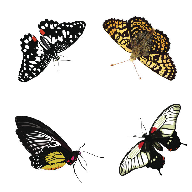 蝴蝶向量组图片下载