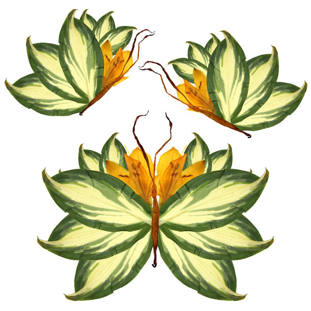 由百合花瓣、叶子和花朵制成的花蝴蝶图片下载