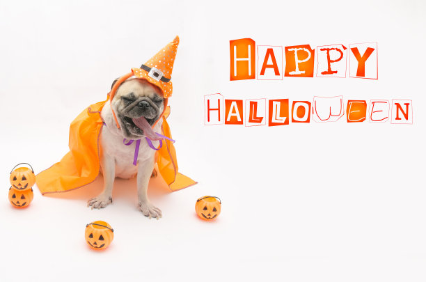 可爱的小狗哈巴狗戴着万圣节女巫帽。图片下载