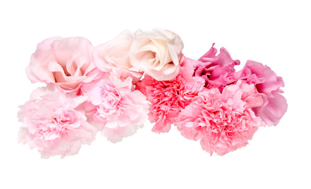 康乃馨照片素材ID：134703904