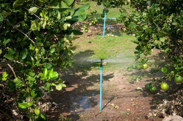 自动洒水灌溉系统在柠檬浇水远图片下载