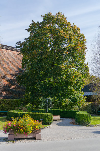 奥地利圣吉尔根花园中一棵带有喷泉的大树图片下载