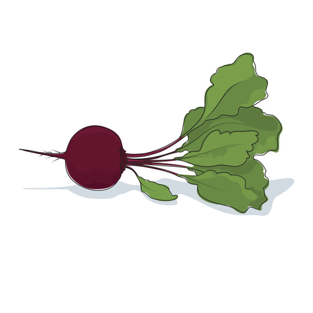 白色背景上的甜菜根蔬菜图片下载
