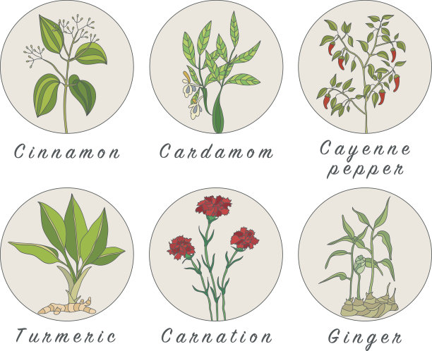 一套香料，药草和officinale植物图标。治疗植物图片下载