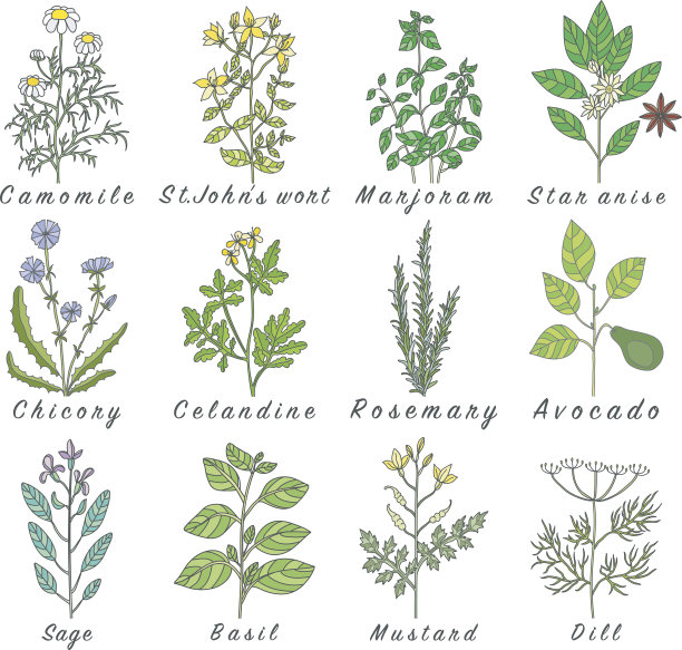 一套香料，药草和officinale植物图标。治疗植物图片下载