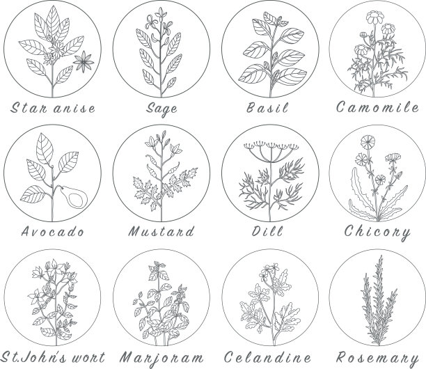 一套香料，药草和officinale植物图标。治疗植物图片下载