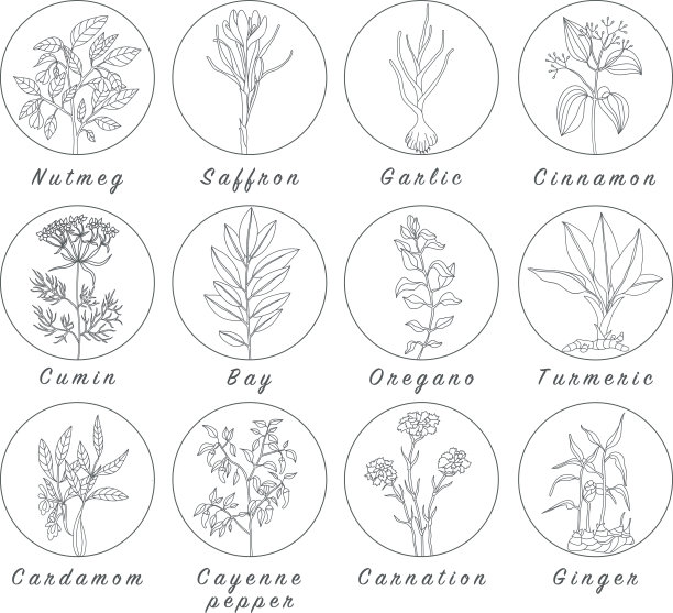 一套香料，药草和officinale植物图标。治疗植物图片下载