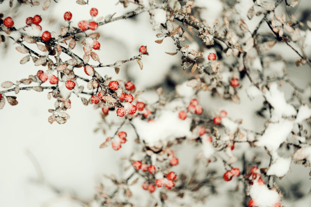 玫瑰3。图片下载