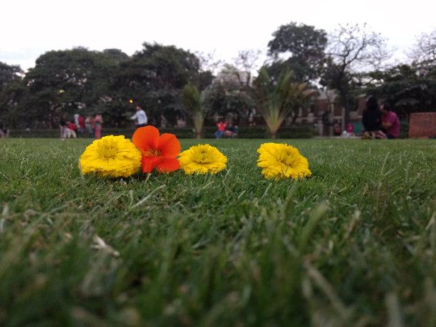 花园的花图片下载