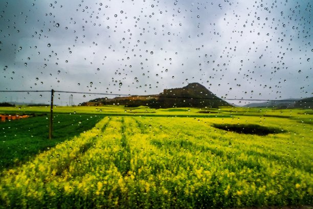 油菜花田玻璃上有露珠图片下载