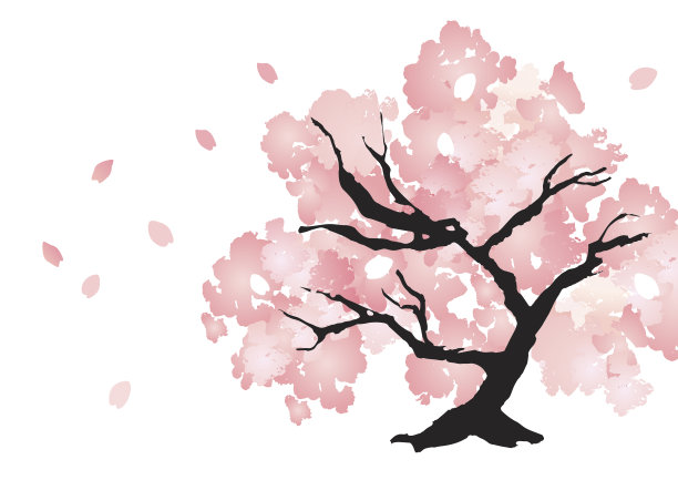 美しい桜の木图片下载