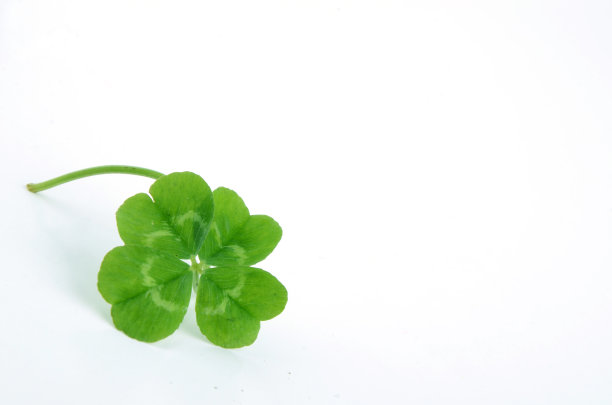 四叶苜蓿素材图片