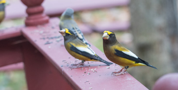 晚鸟聚在一起吃鸟的种子。图片下载