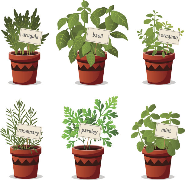 烹饪药草图片下载