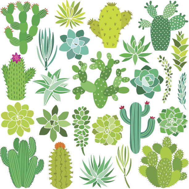 仙人掌和多肉花集。手绘植物收藏图片下载