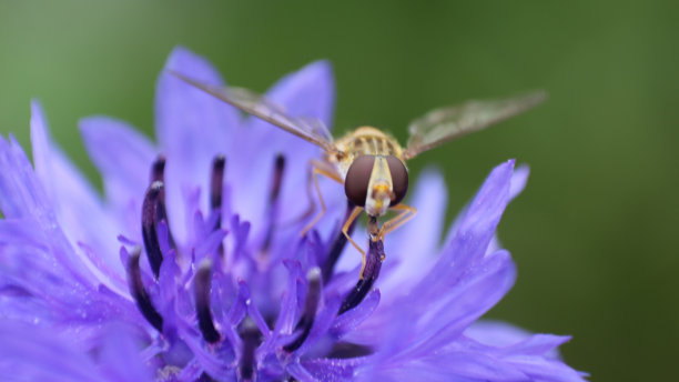施韦布利格图片下载