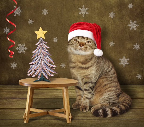 厨师猫图片下载