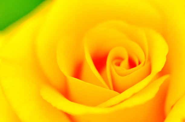 黄玫瑰图片下载