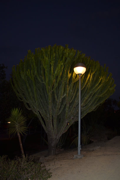 路灯前有一个大仙人掌在晚上图片下载