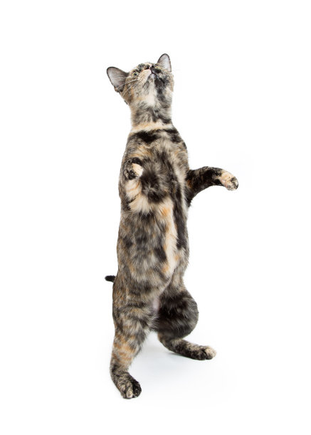 托蒂猫站起来乞讨图片下载