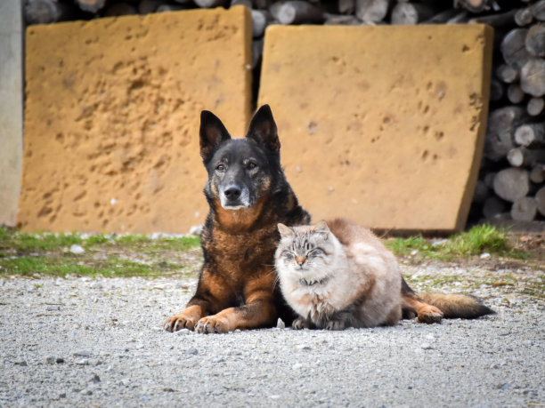 最好的朋友图片下载