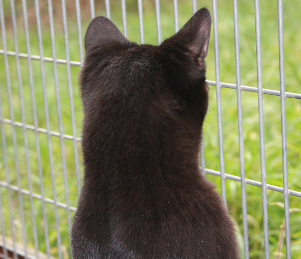 寻找自由的黑猫图片下载