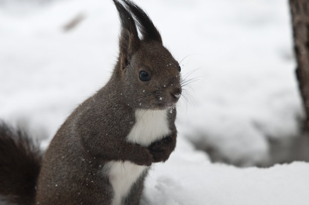 日本北海道的松鼠素材图片