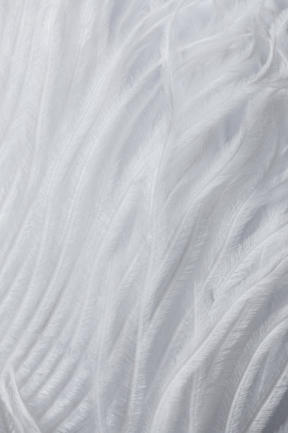 特写背景白色羽毛图片下载