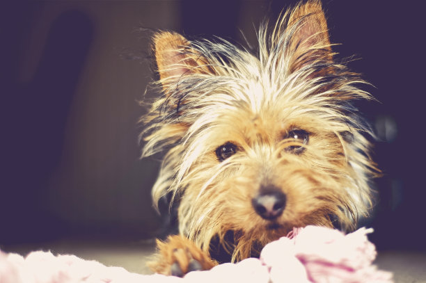 小狗梗狗玩玩具。特写照片。毛茸茸的小狗。图片下载