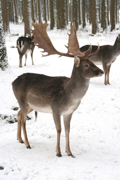 鹿的鹿角图片下载