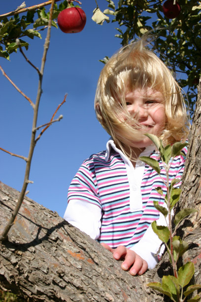 苹果树上的女孩图片下载