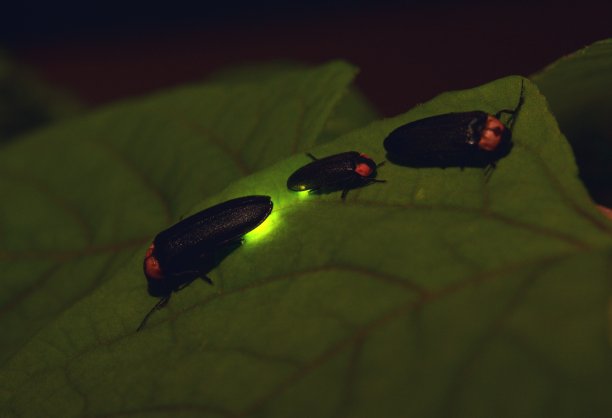 萤火虫图片下载