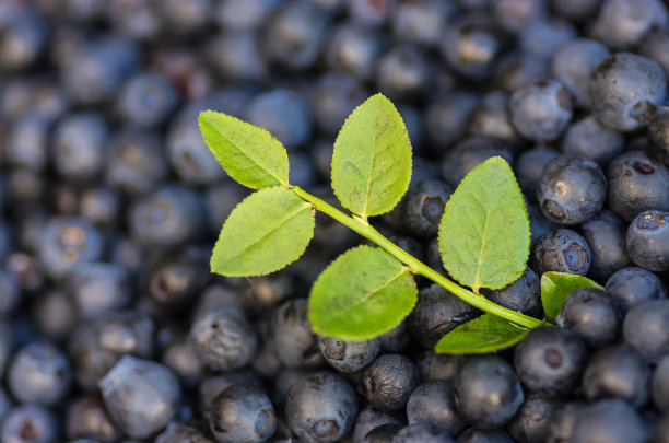 蓝莓与小枝图片下载