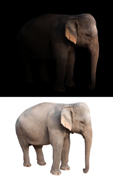 黑色和白色背景中的雌性亚洲象图片下载