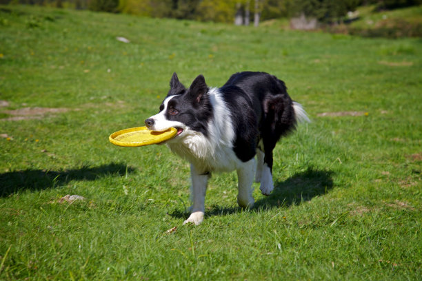 狗和一个飞盘图片下载