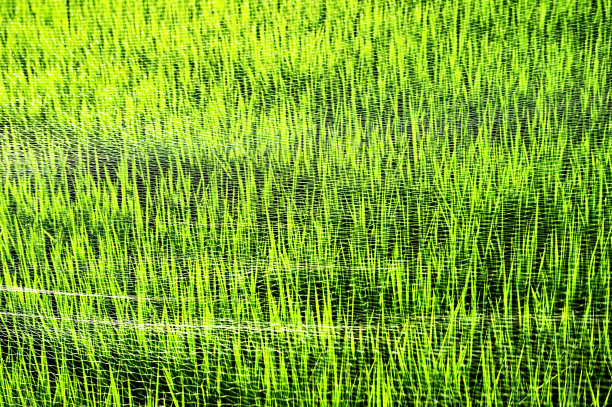 日本稻田图片下载