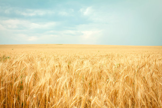 小麦成熟了图片下载