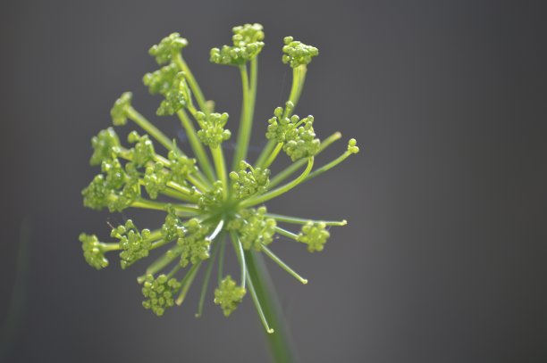 一朵花的宏观图片下载